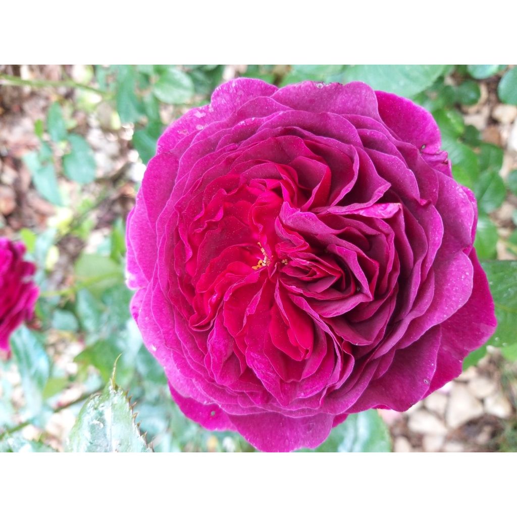 Rosa Décorosiers 'Purple Voluptia' - Shrub Rose