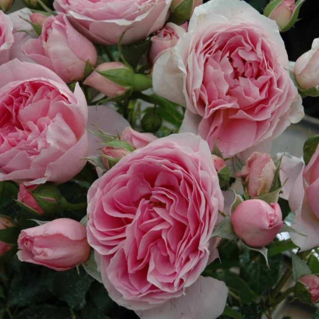 Rosa Generosa Delia