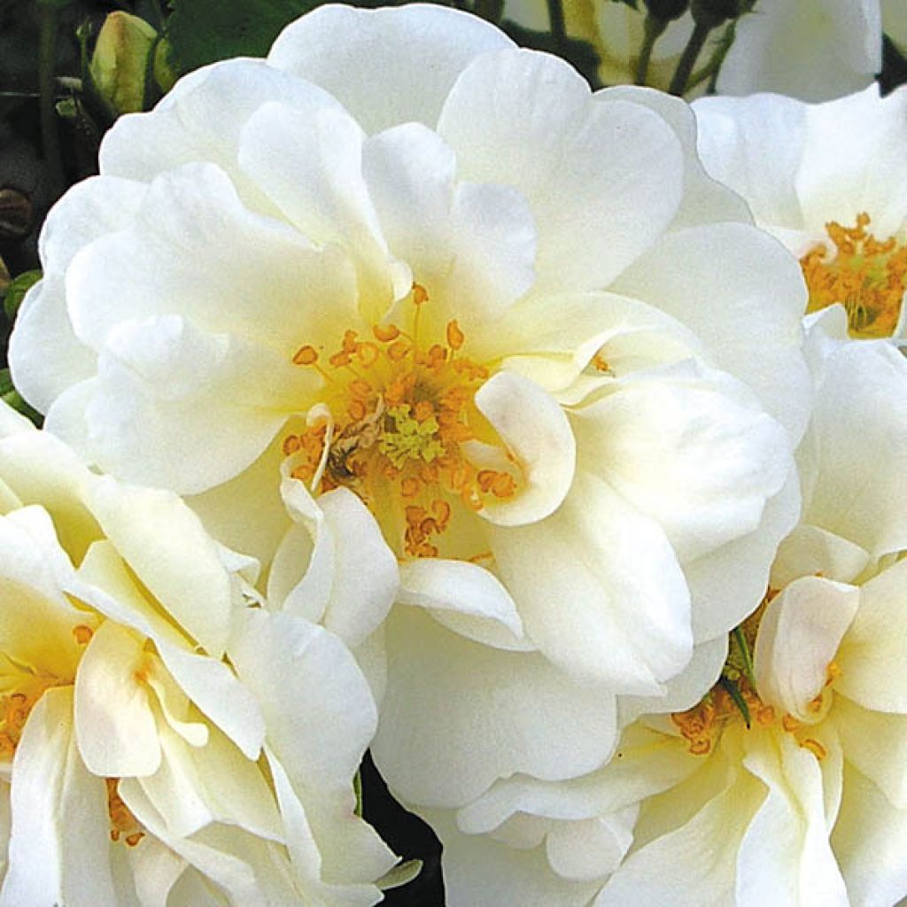 Rosa Rigo Diamant