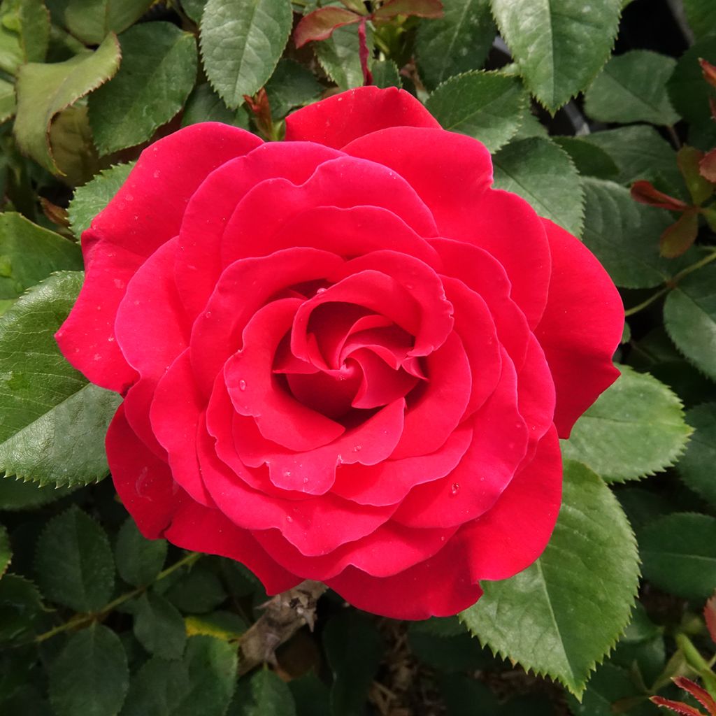 Rosa Dominica - Standard Hybrid Tea Rose