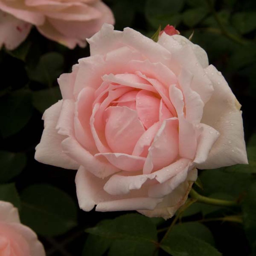 Rosa Eglantyne - English Shrub Rose