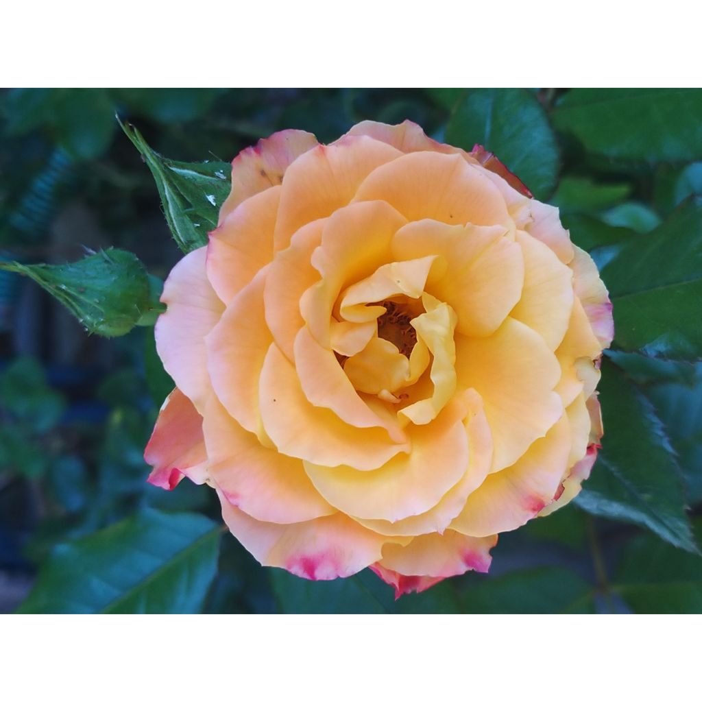 Rosa x floribunda 'Flamina' - Shrub Rose