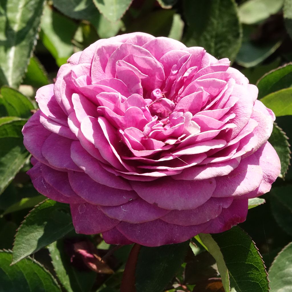 Rosa Heidi Klum (Standard Rose)