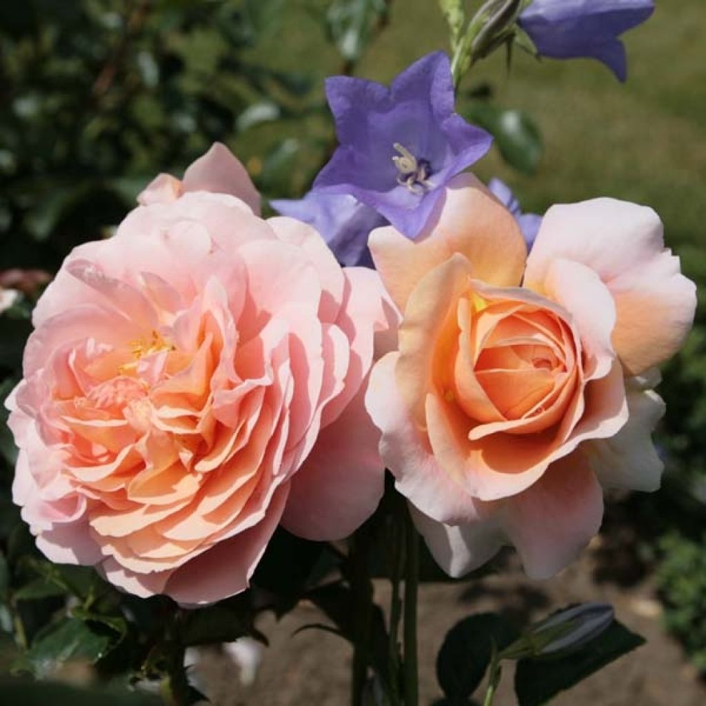 Rosa Garden of Roses