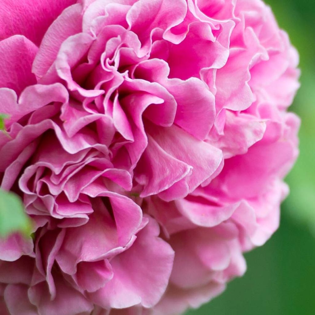 Rosa Generosa 'Agnès Schilliger' - Shrub Rose