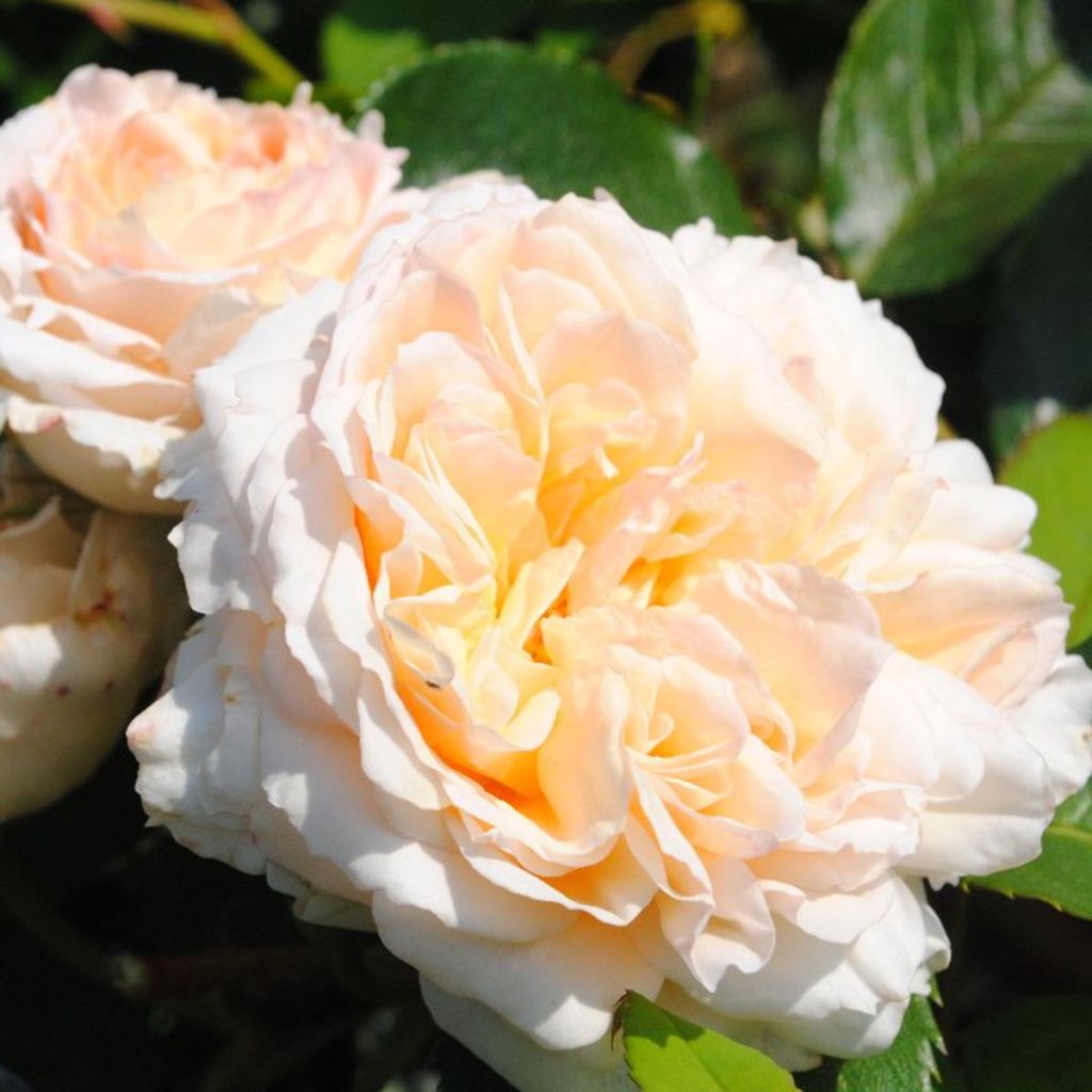 Rosa Generosa Chantal Thomass - Shrub Rose
