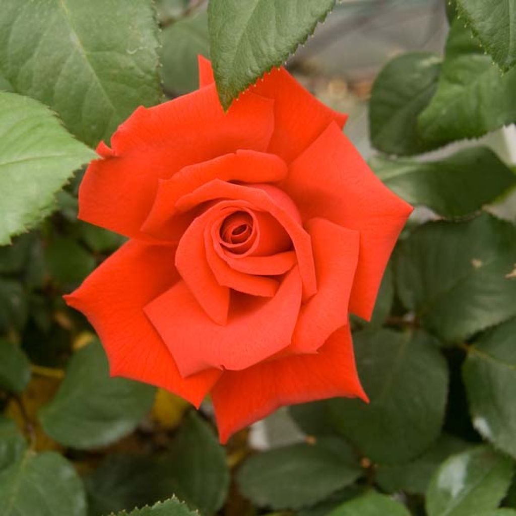Rosa 'Grande Amore' - Hybrid Tea Rose