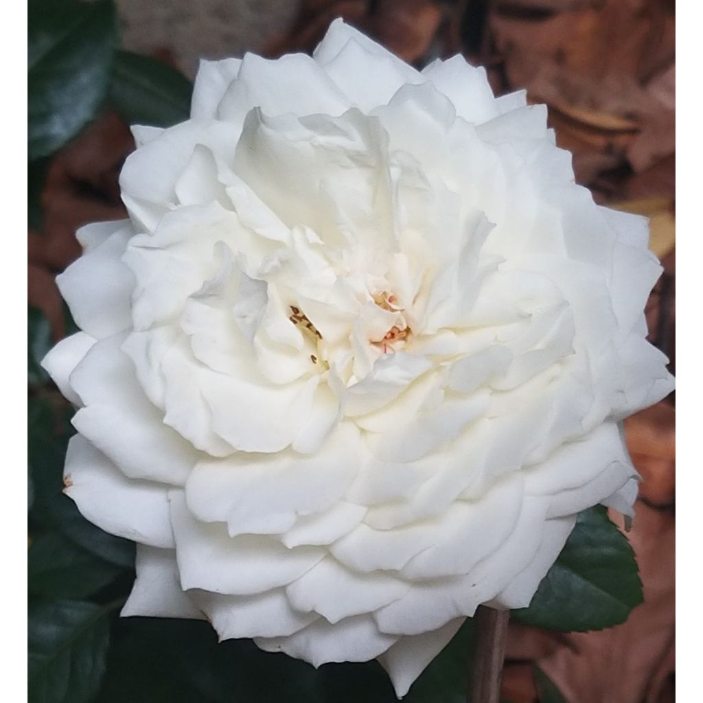 Rosa 'Alaska' Future