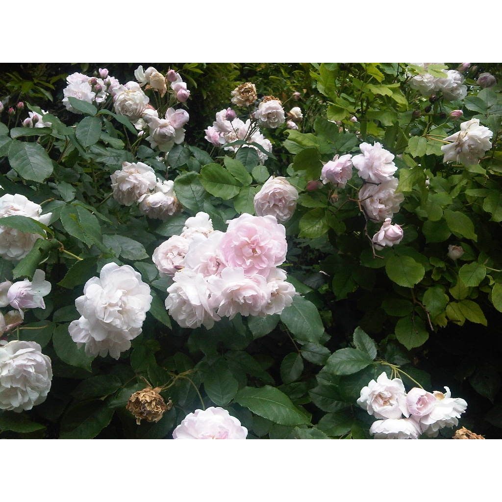 Rosa  Blush Noisette - Climbing Rose