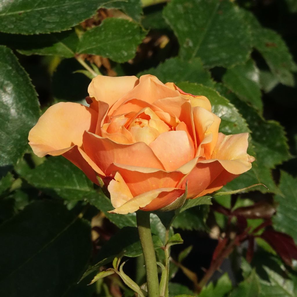 Rose DistingO Orange Climbing Rose