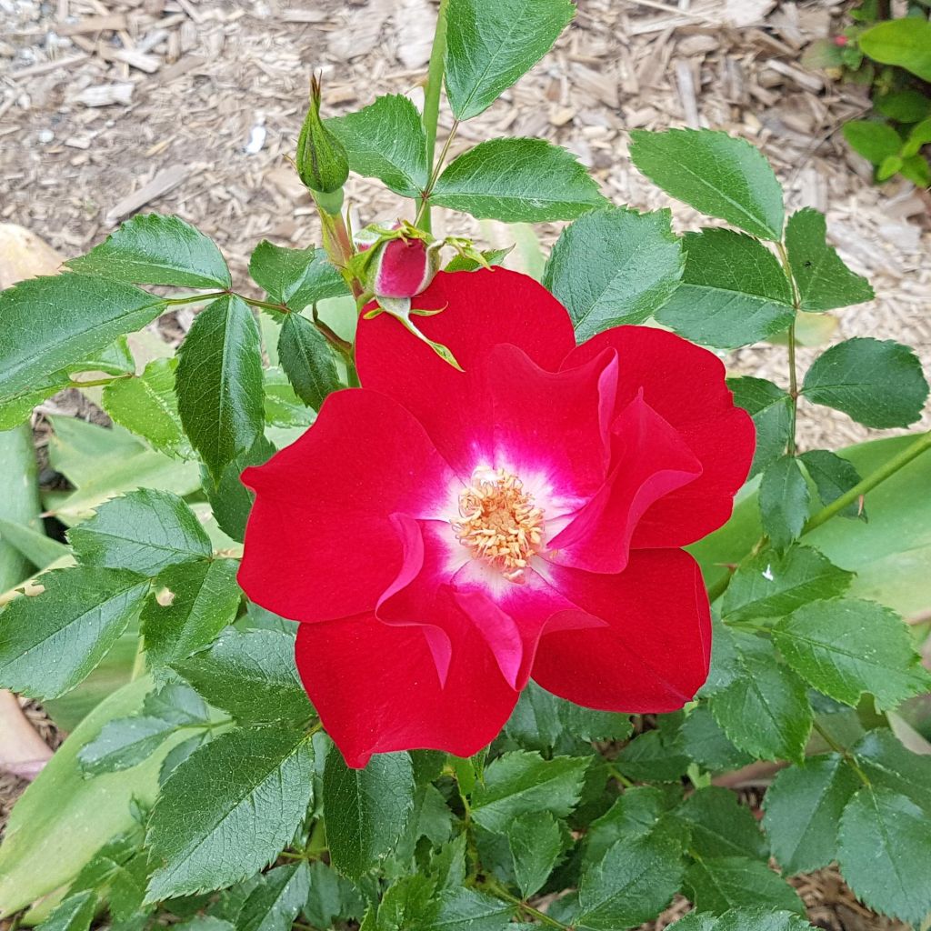 Rosa Dortmund