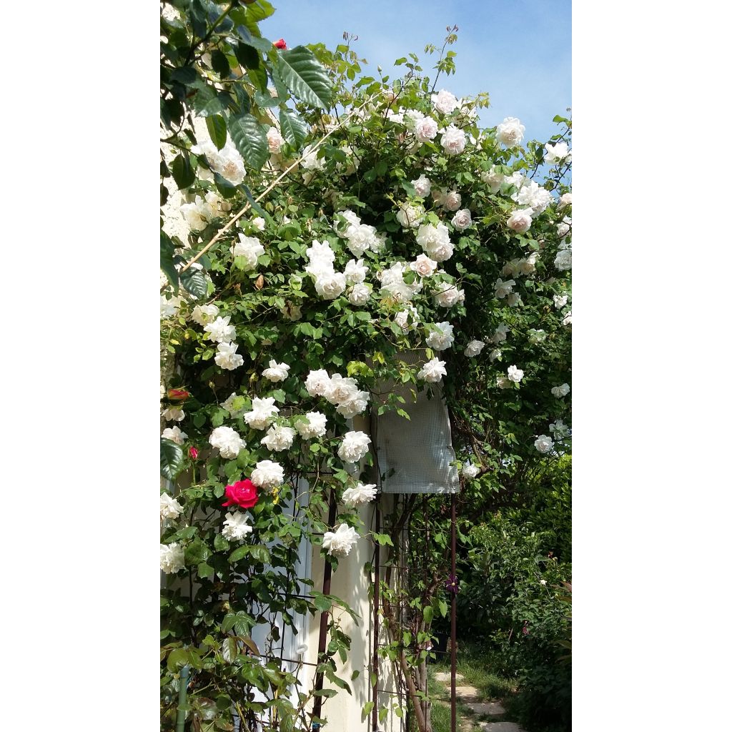 Rosa x Noisette 'Madame Alfred Carrière'
