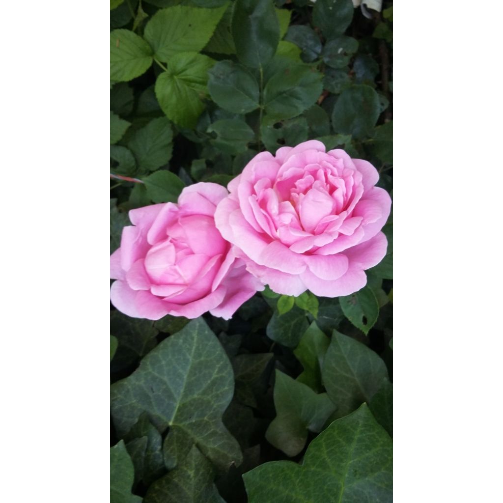 Rosa 'Mme Caroline Testout'