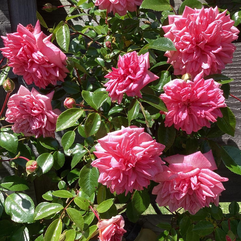 Rosa x wichuraiana 'Paul Transon' - Rambling Rose