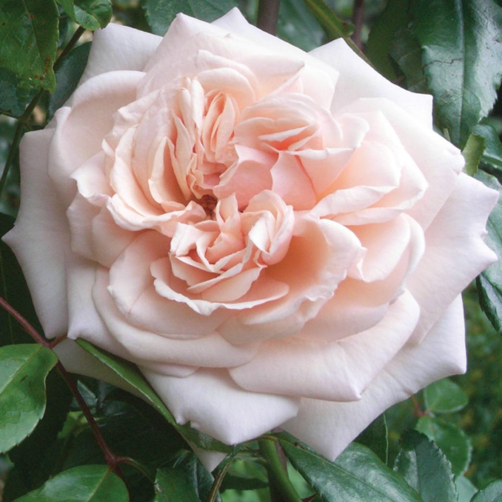 Rosa Penny Lane