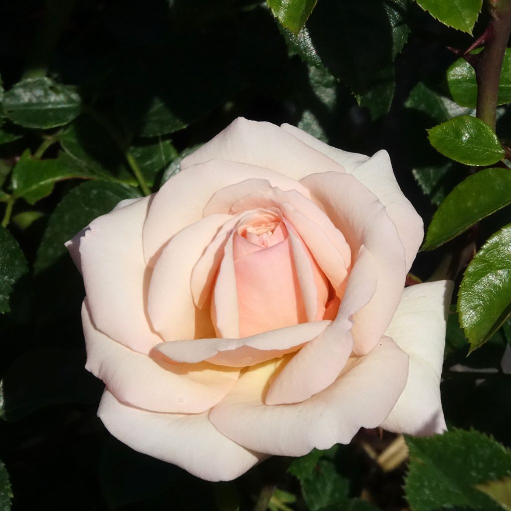 Rosa Penny Lane