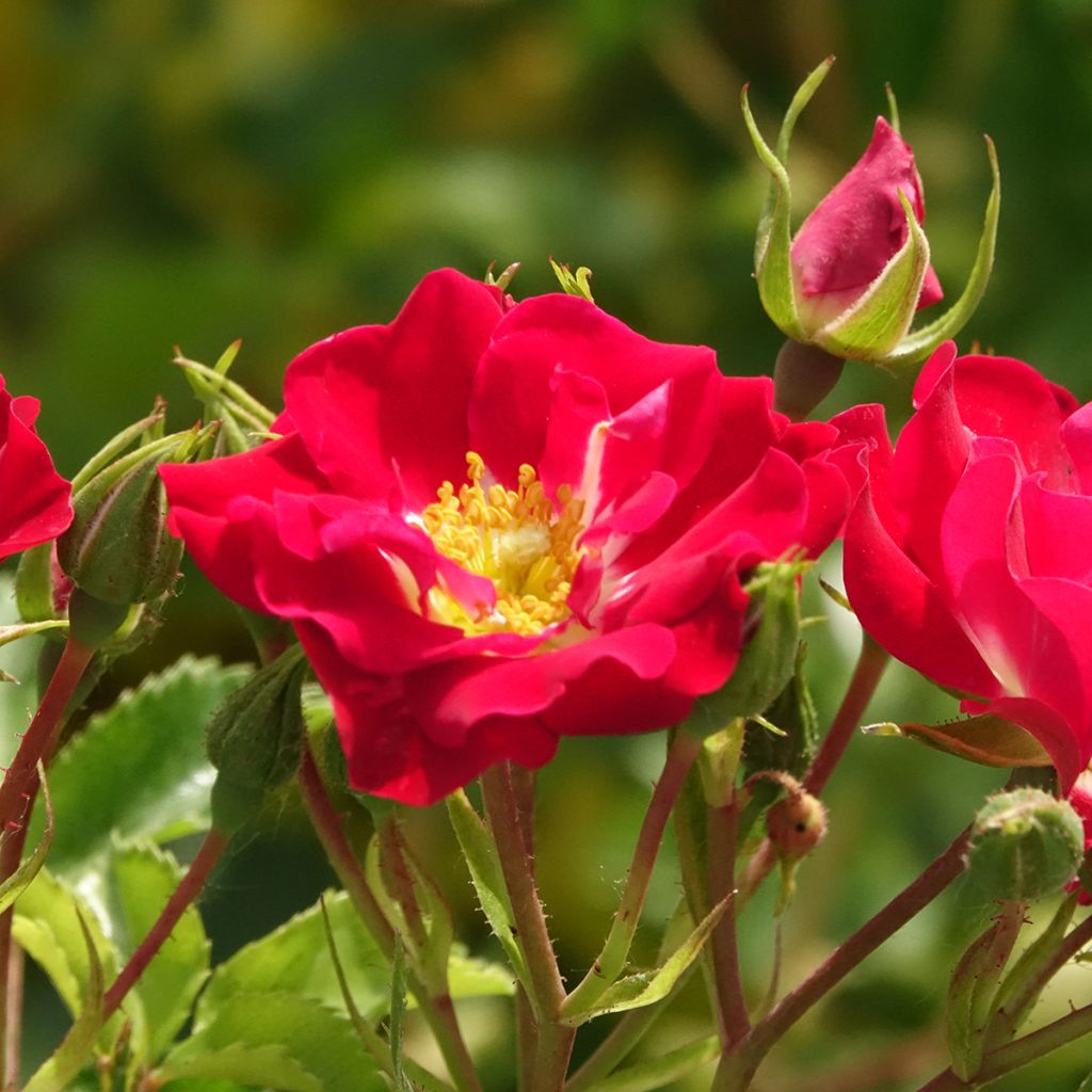 Rosa 'Rambling Rosie' - Rambling Rose 