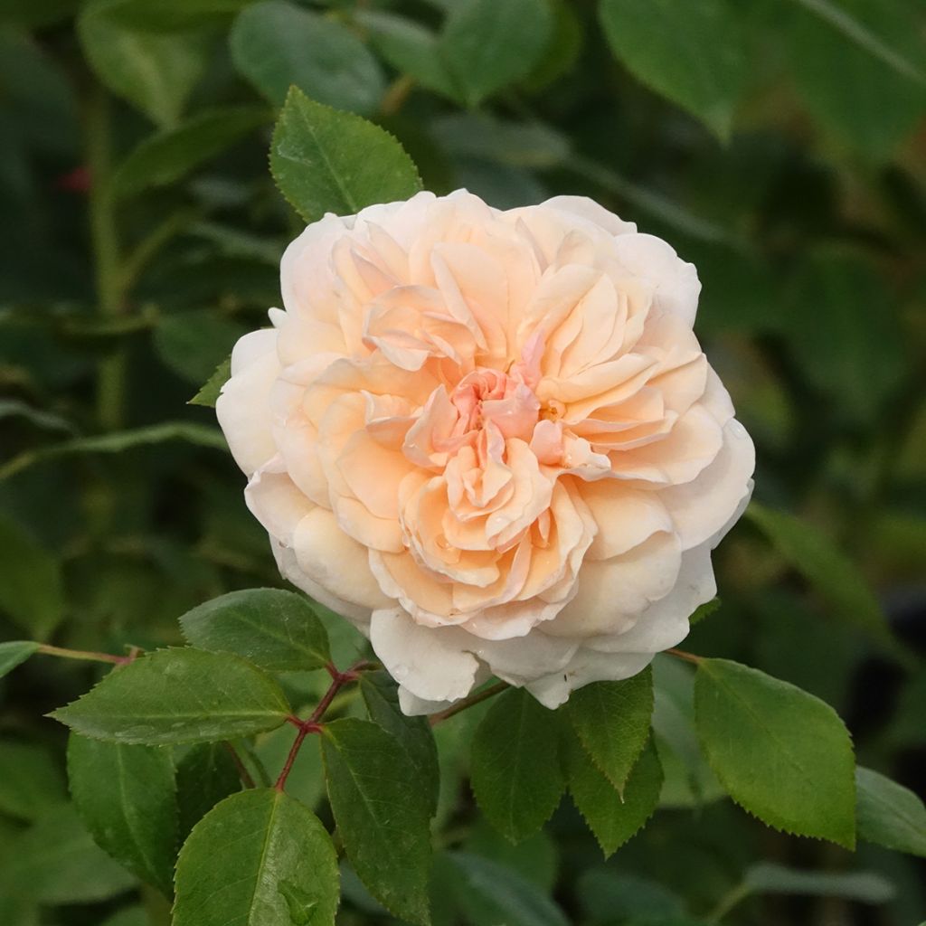 Rosa Sabrina - Climbing Rose