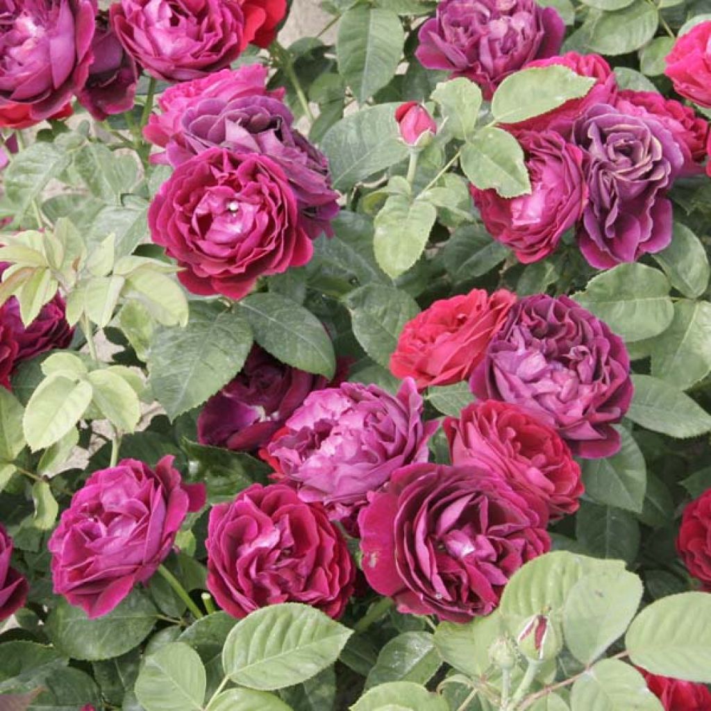 Rosa Souvenir du Dr Jamain