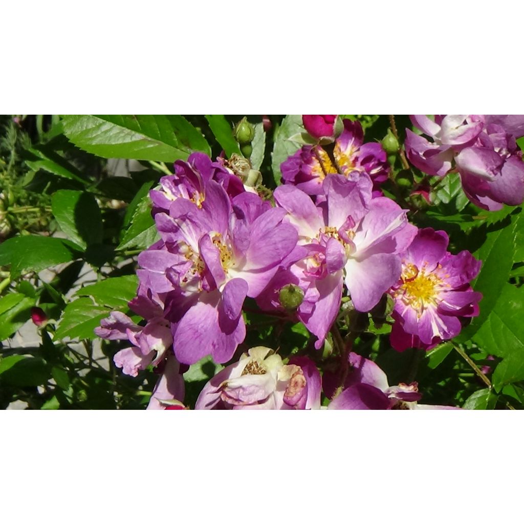 Rosa x wichuraiana Veilchenblau - Rambling Rose