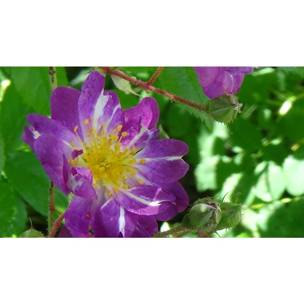 Rosa x wichuraiana Veilchenblau - Rambling Rose