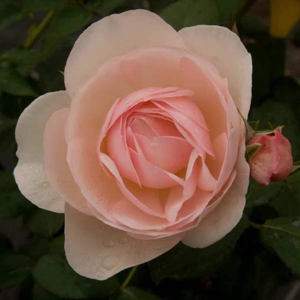 Rosa Heritage