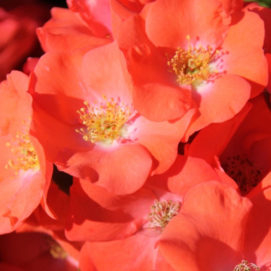Rosa Decorosier Isalia