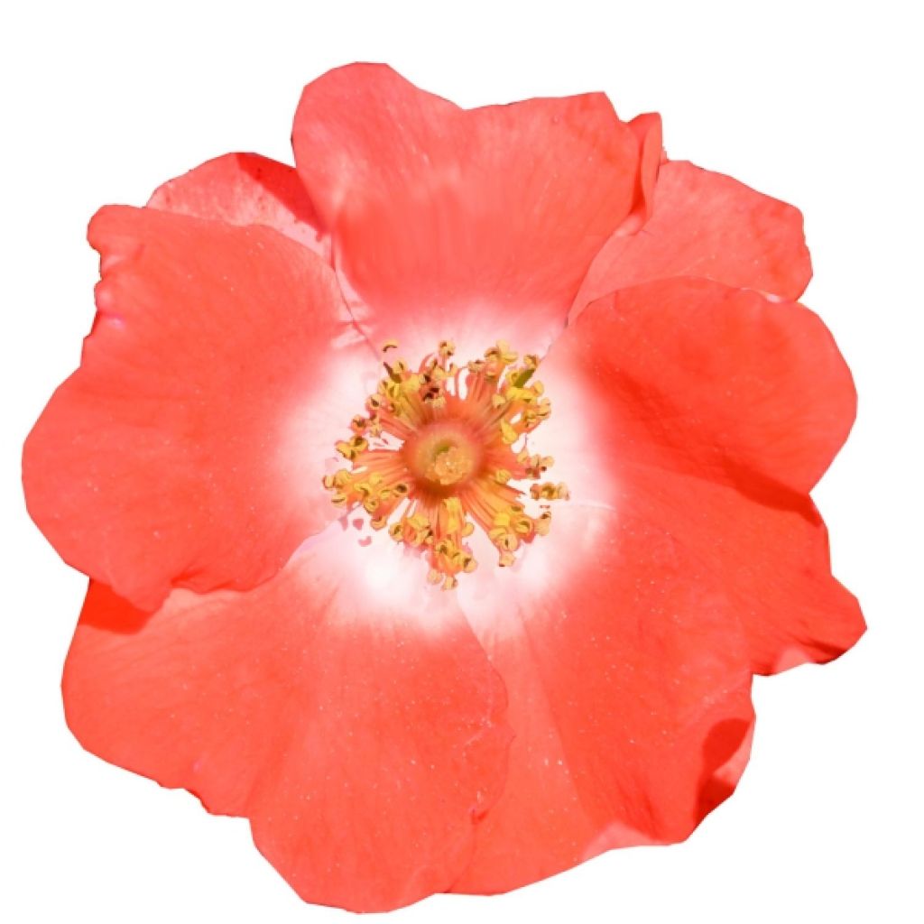 Rosa Decorosier Isalia