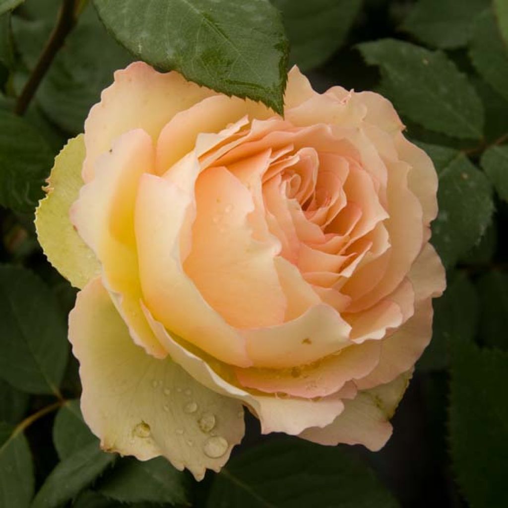Rosa Jalitah