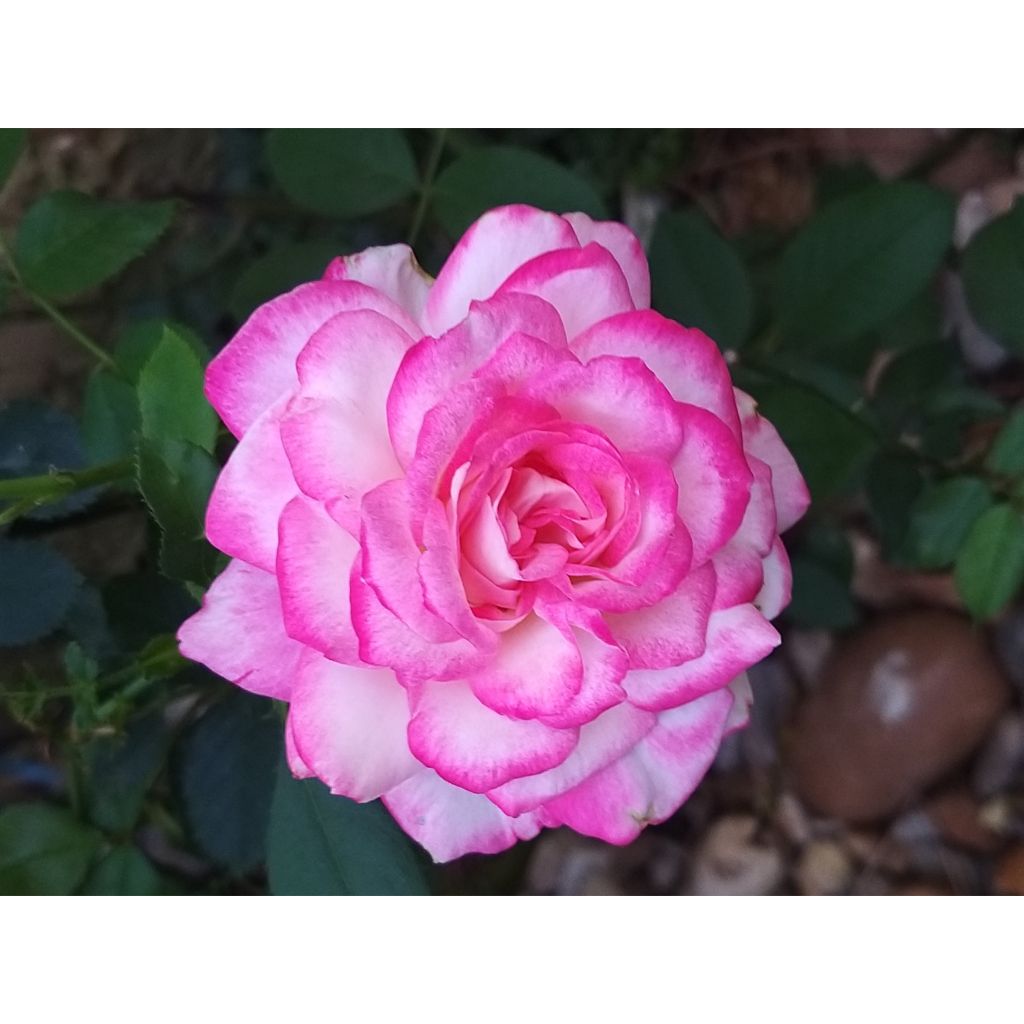 Rosa x floribunda Jubilé du Prince de Monaco - Floribunda Rose