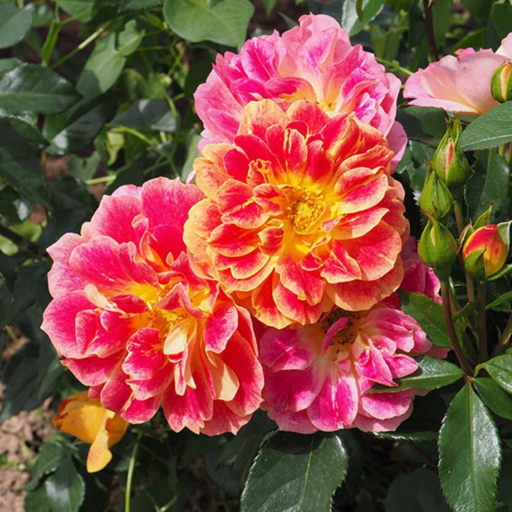 Rosa  'Delallier' La Bourbonnaise® - Floribunda rose