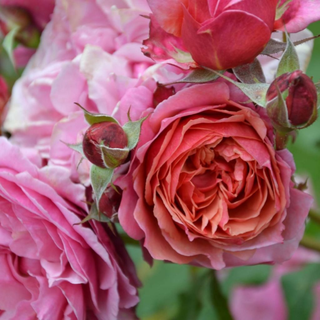 Rosa Generosa Ladurée