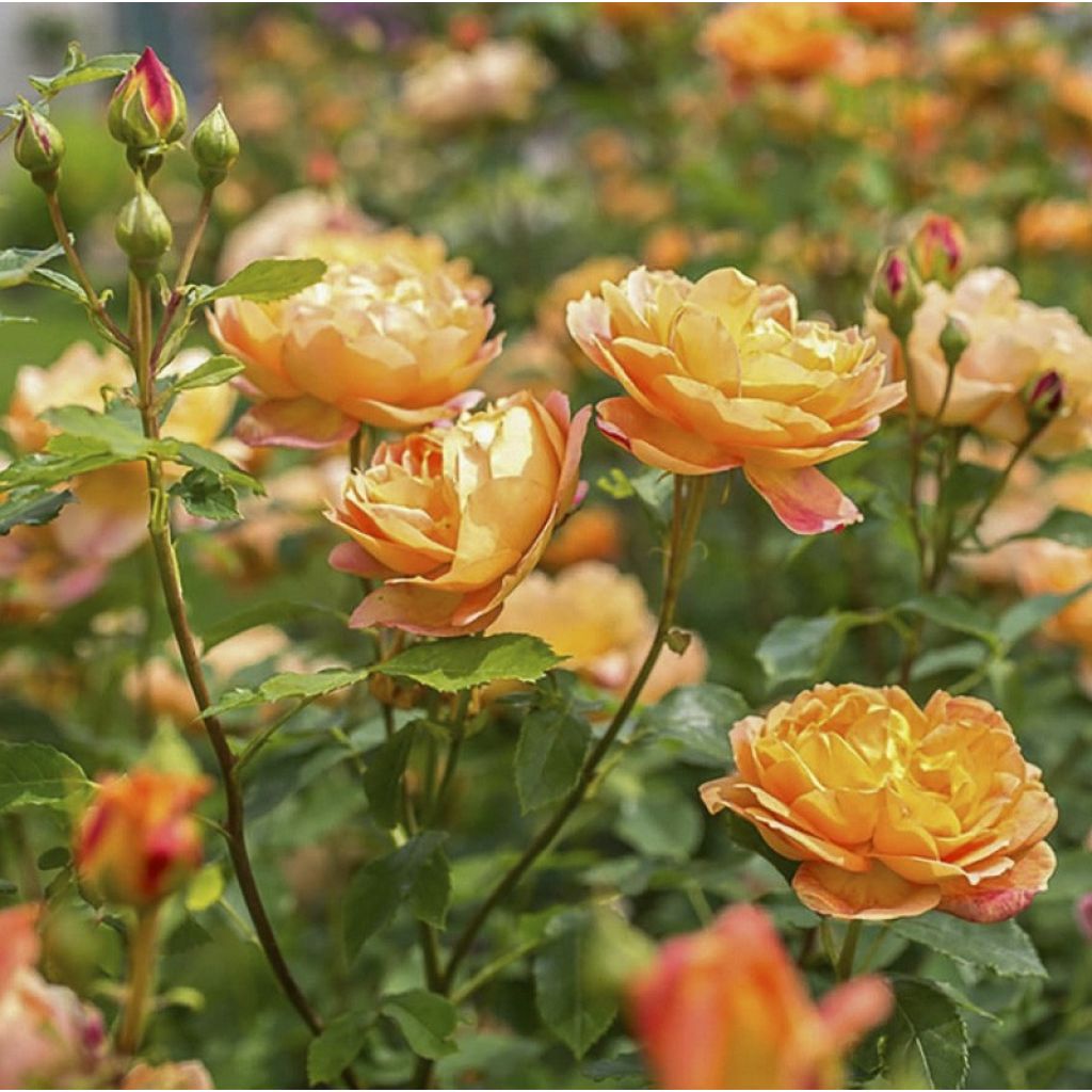 Rosa  Lady of Shalott - English Shrub Rose