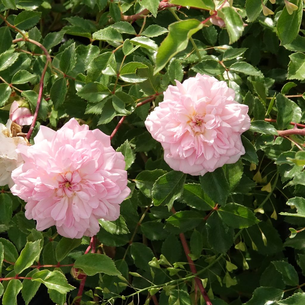Rosa x wichuraiana François Juranville - Climbing Rose