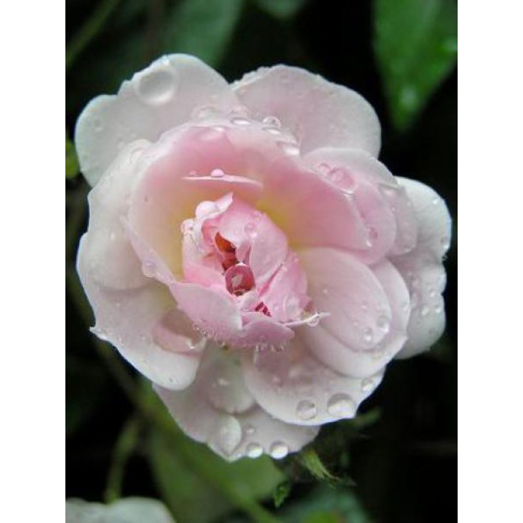 Rosa x moschata 'Paul's Himalayan Musk' - Rambling Rose