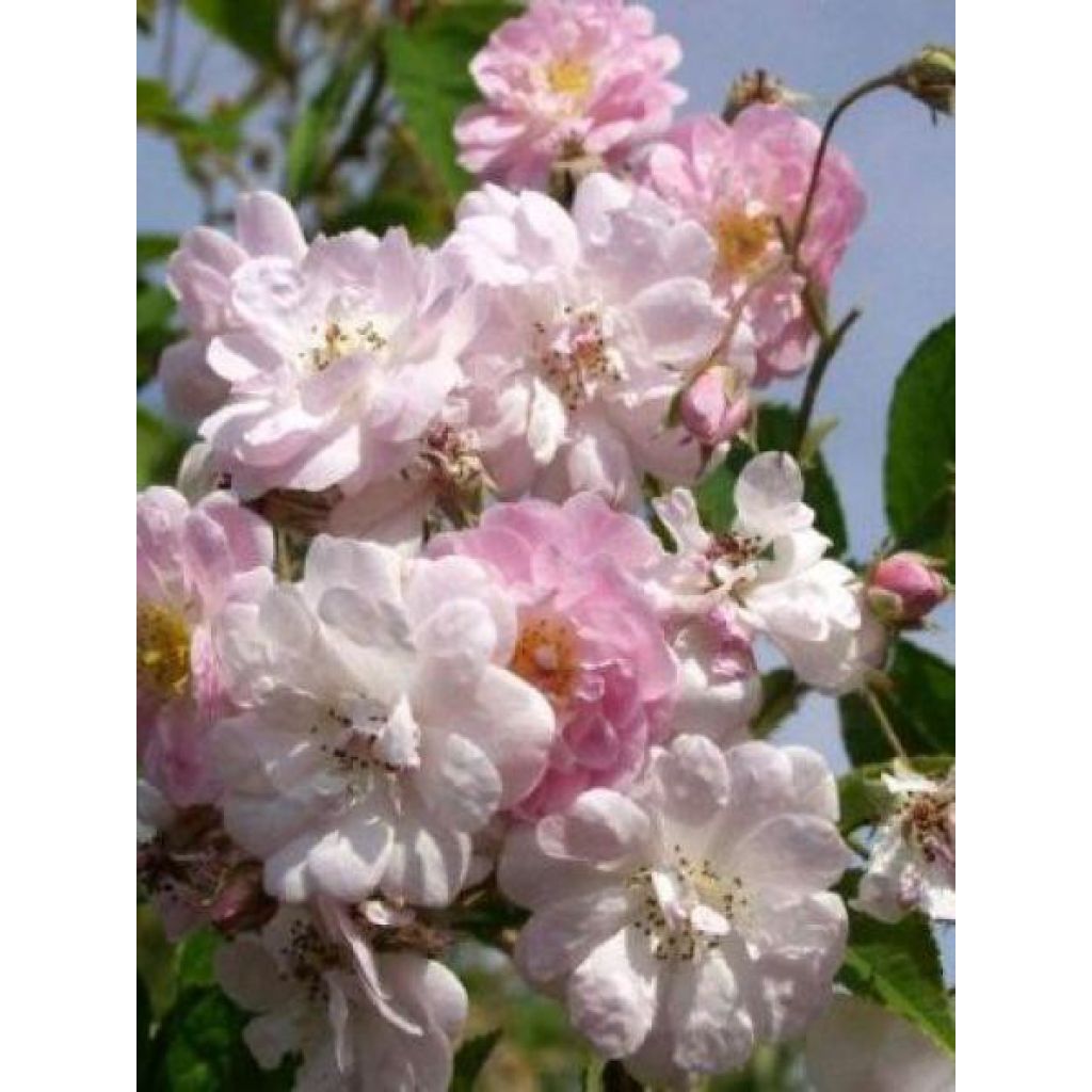 Rosa x moschata 'Paul's Himalayan Musk' - Rambling Rose