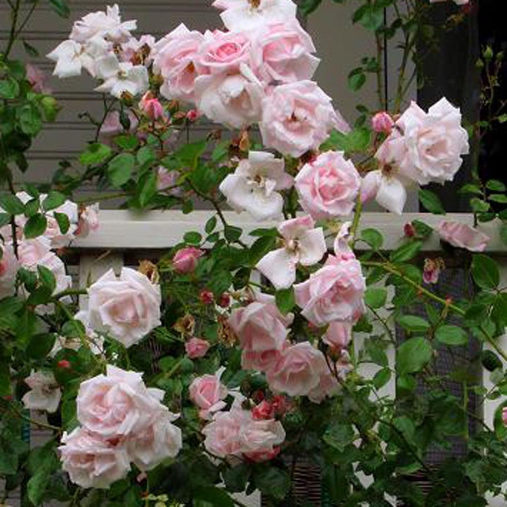 Rosa x wichuraiana 'New Dawn'