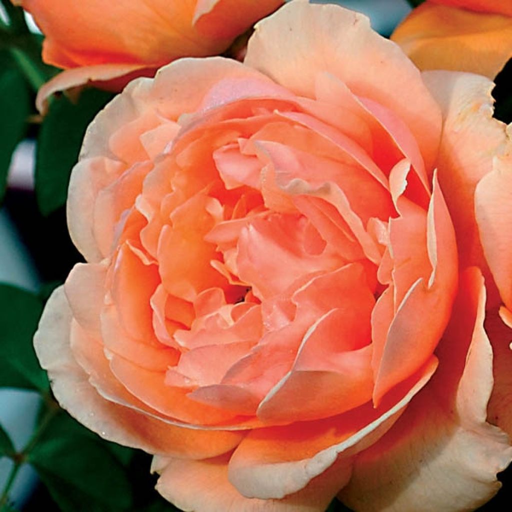 Rosa Generosa Nicole Mioulane