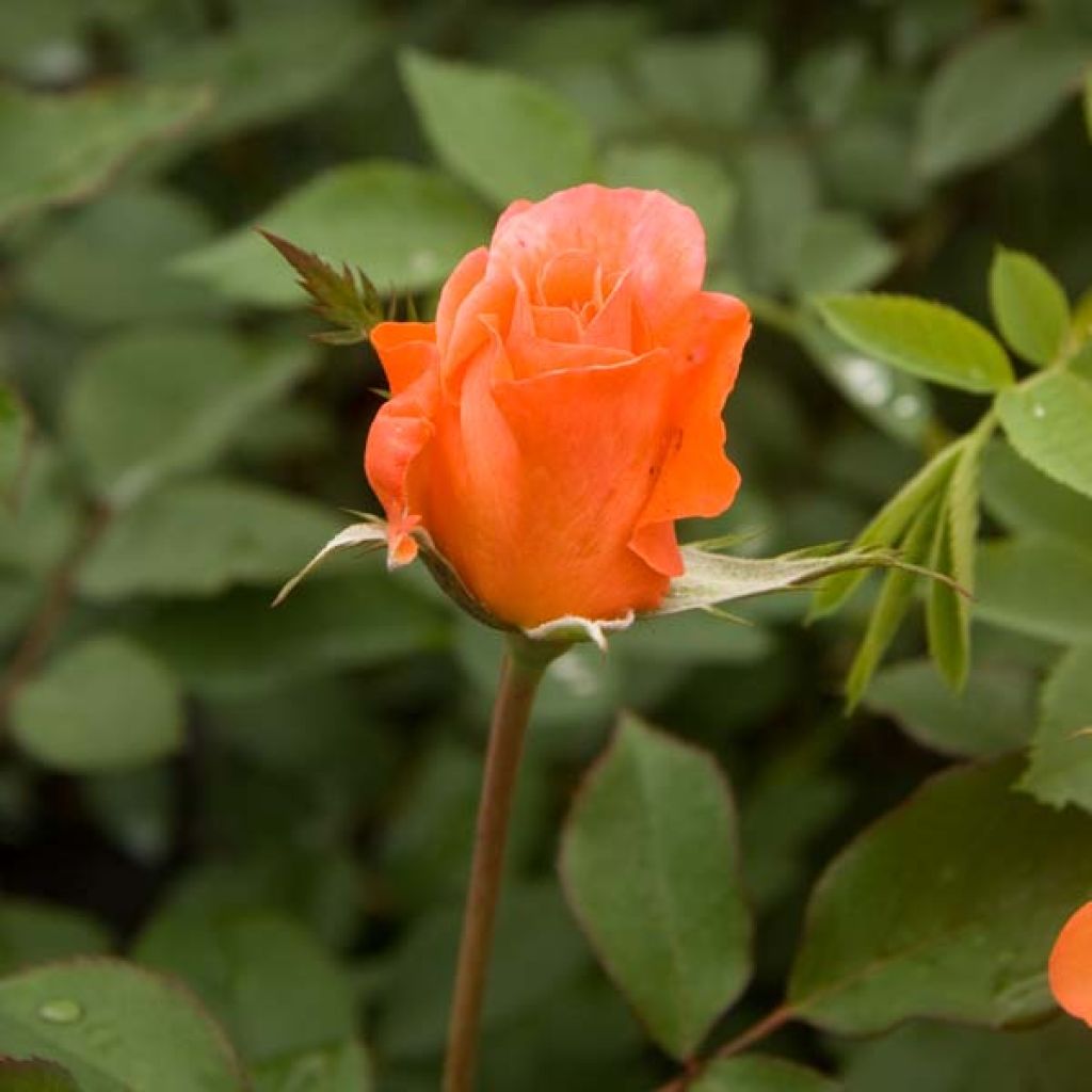 Rosa Delbards Orange Climber