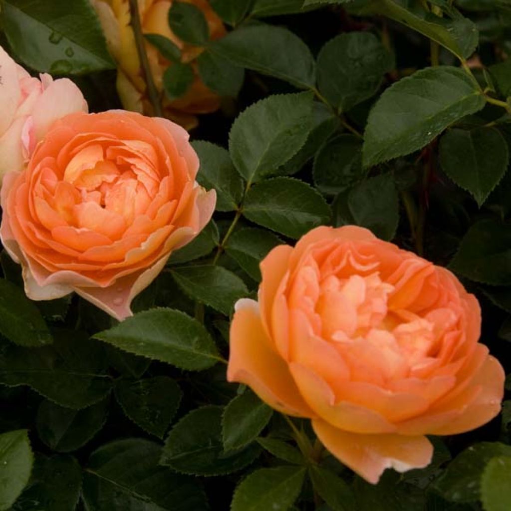Rosa  Pat Austin - English Shrub Rose