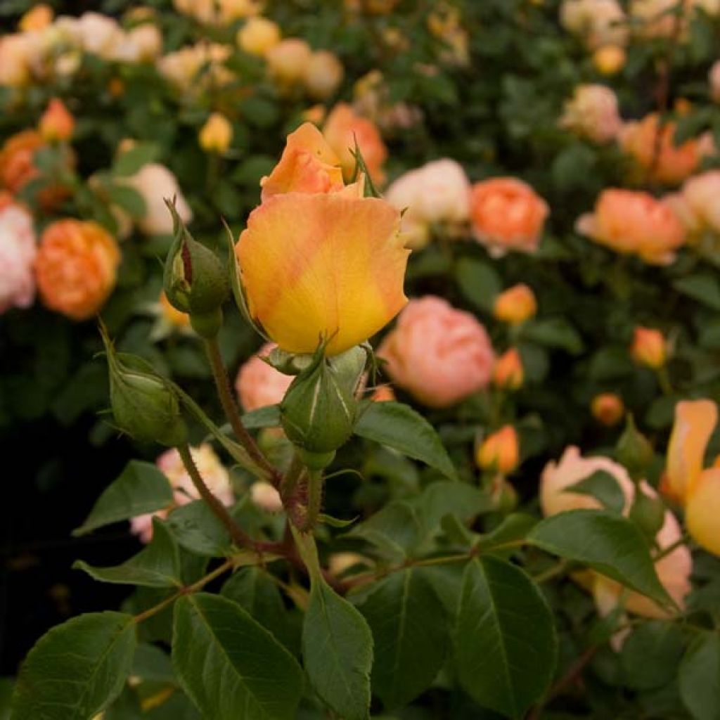 Rosa  Pat Austin - English Shrub Rose