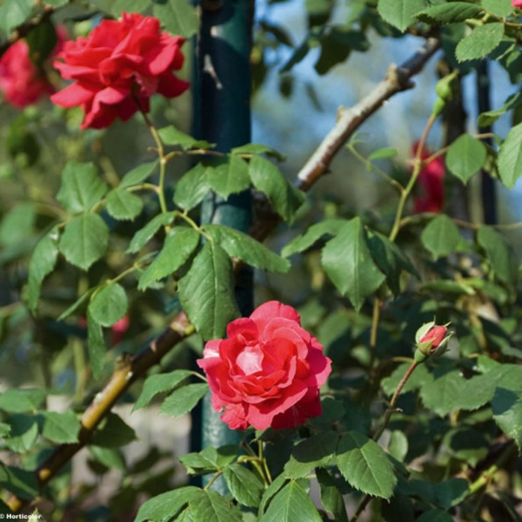 Rosa Pauls Scarlet Climber