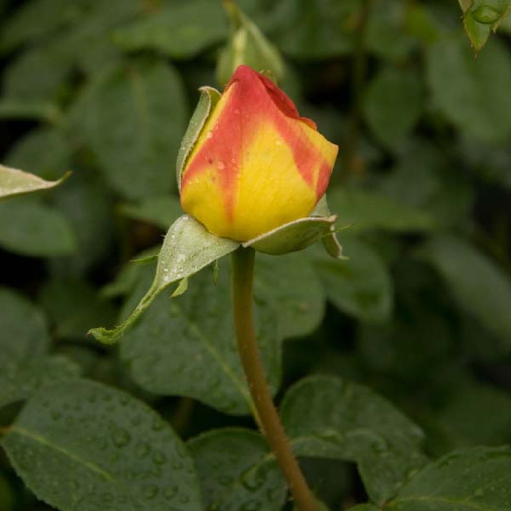 Rosa 'Madame A. Meilland' - Peace Rose - Hybrid Tea Rose