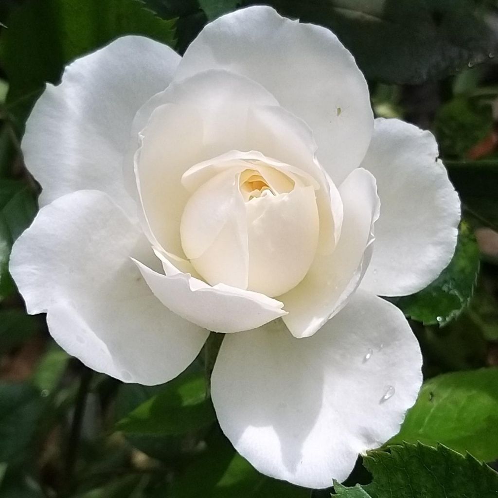 Rosa x floribunda 'Princesse de Galles' - Hybrid Tea Rose 