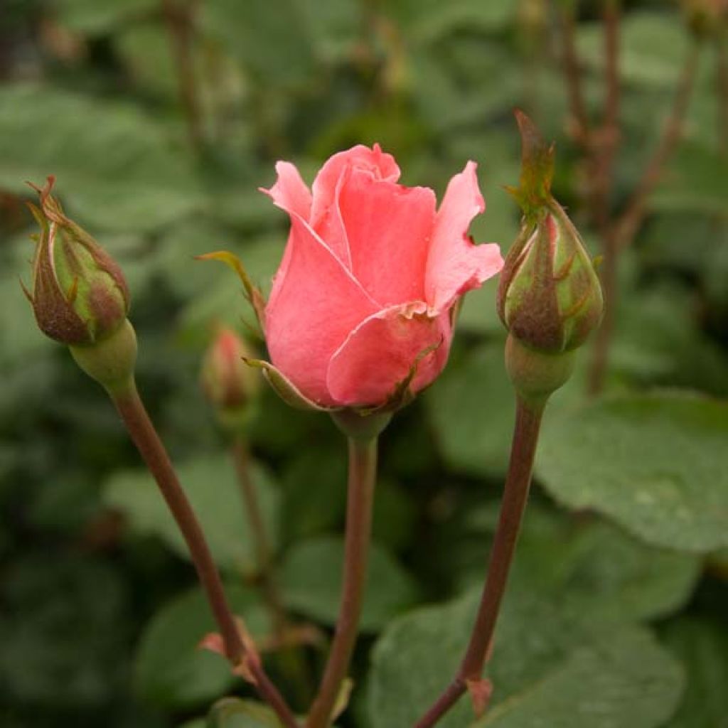 Rosa  Queen Elizabeth - Hybrid Tea Rose