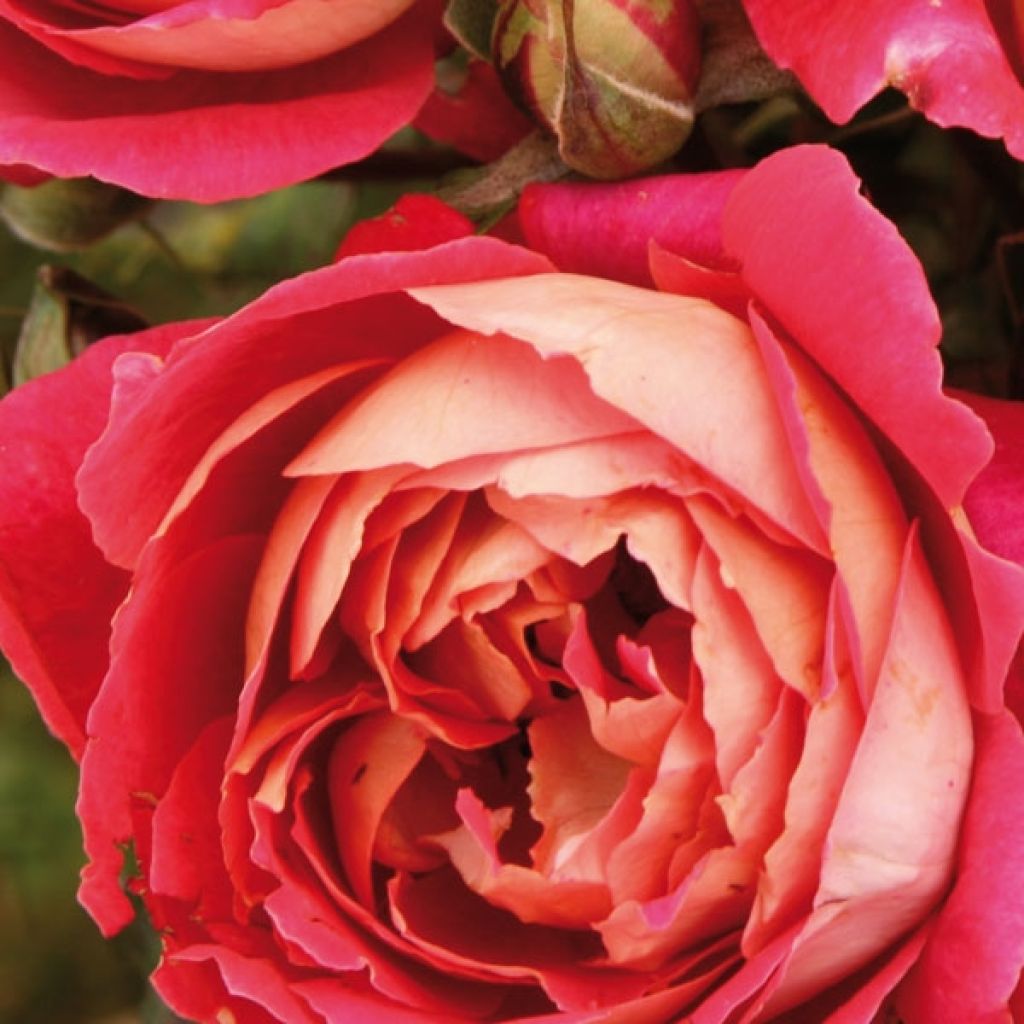 Rosa Generosa Reine Sammut