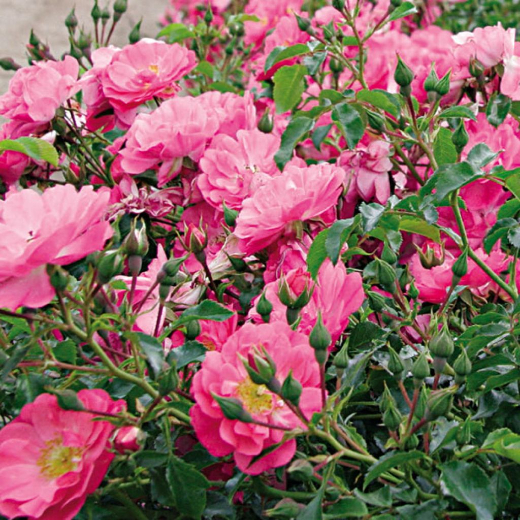 Rosa Rigo Neon
