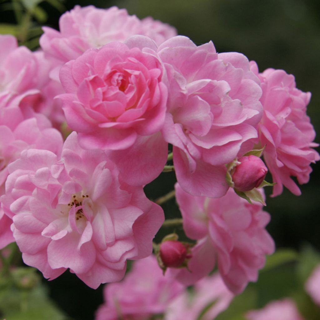 Rosa x polyantha Satina - Groundcover Rose