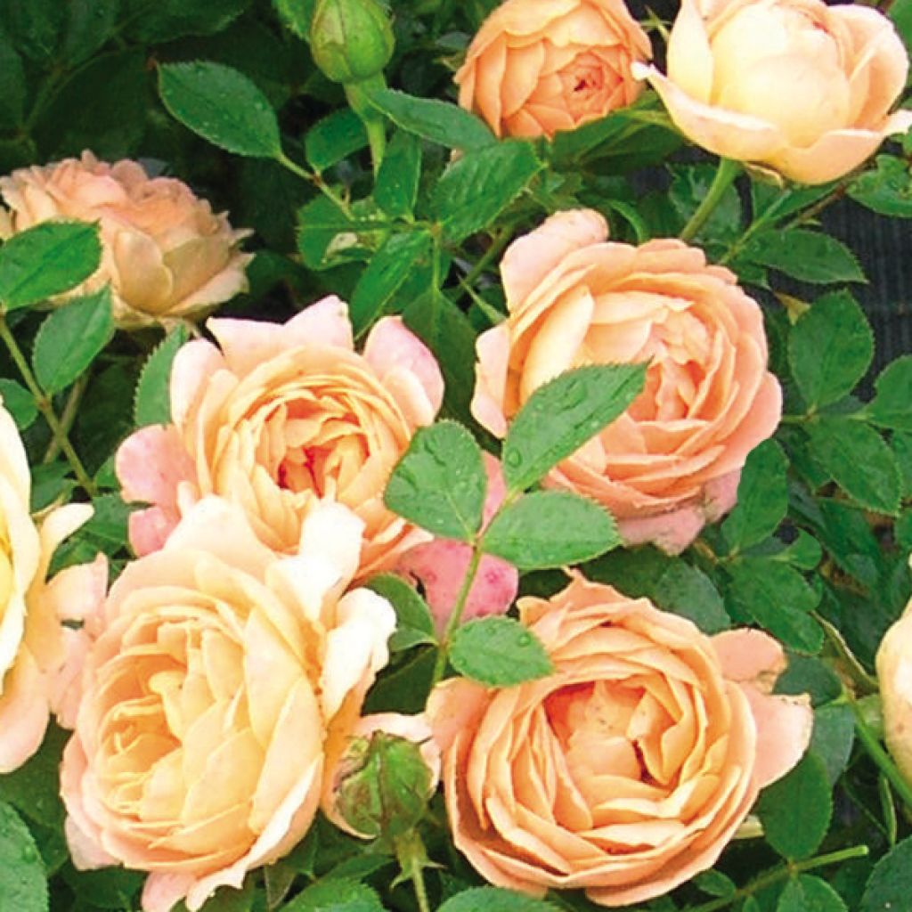Rosa Sweet Dream