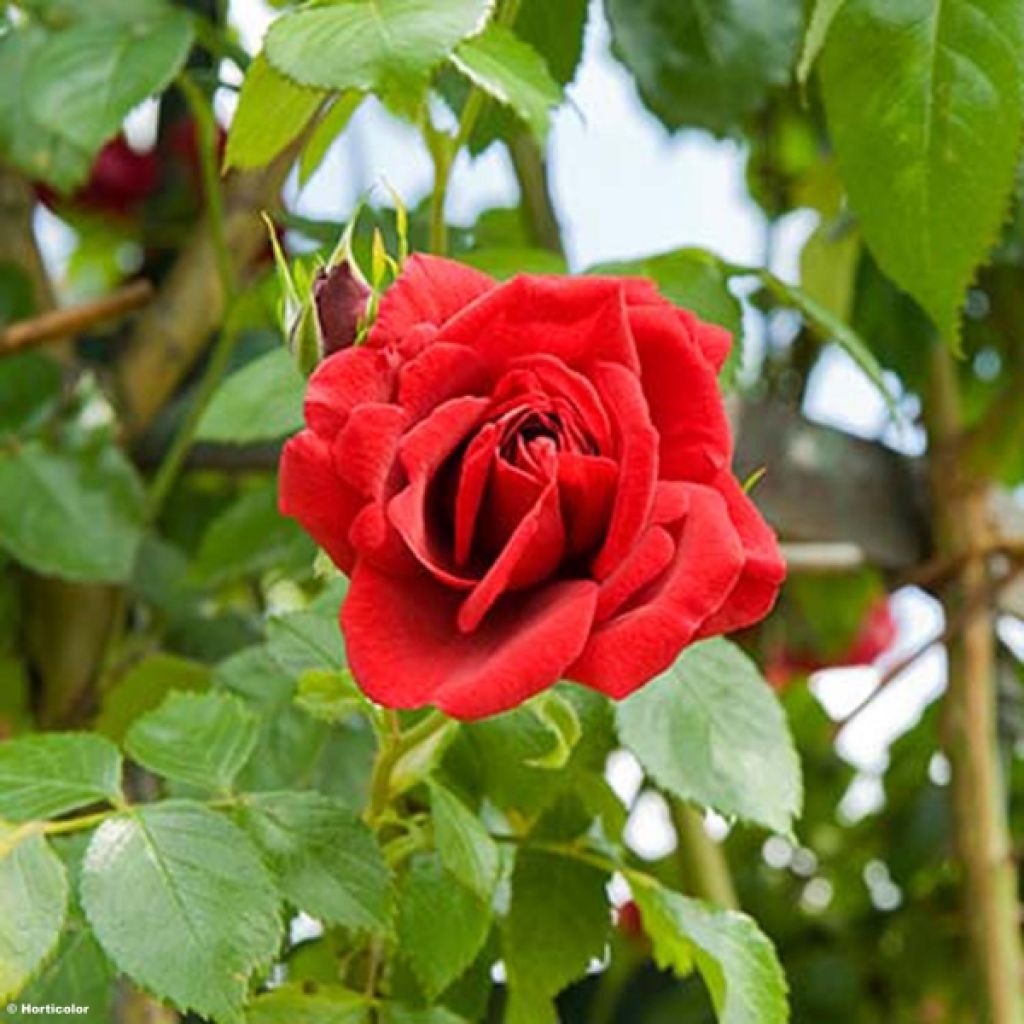 Rosa 'Sympathie' - Climbing Rose